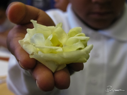 Students study the parts of flowers in the classroom.